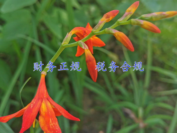 河南找一家適合自己的財務外包公司