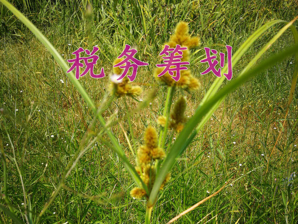 鄭州優(yōu)化業(yè)務流程降低稅負